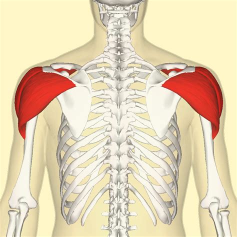deltoide posterior